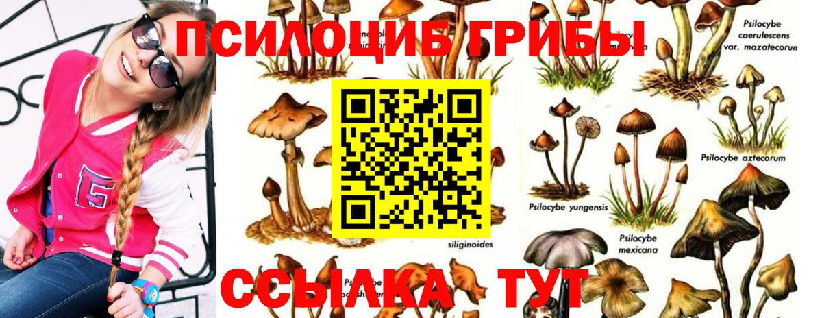 Псилоцибиновые грибы Psilocybe Дальнегорск