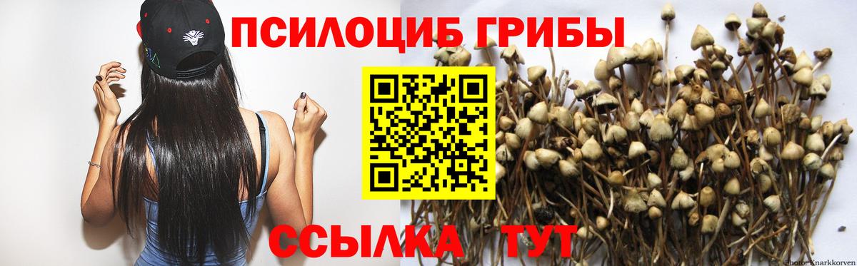 Псилоцибиновые грибы GOLDEN TEACHER  Вход с VPN  Дальнегорск  Галлюциногенные грибы GOLDEN TEACHER 